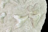 Fossil Mackeral Shark (Otodus) Teeth - Composite Plate #137338-2